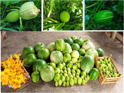 Phenolic compounds and antioxidant activity in Cucurbita ficifolia fruits, an underrated fruit